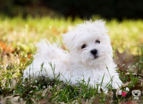 puppy bichon maltes.